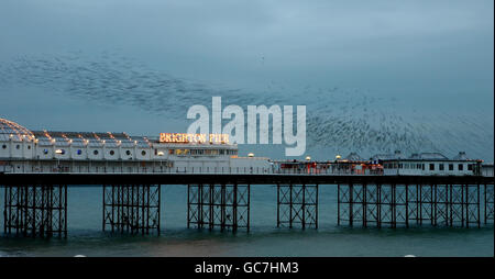 Über dem Palace Pier in Brighton, East Sussex, versammeln sich Stare. Jeden Abend führen bis zu 40,000 Stare ihre Luftakrobatik-Show, bekannt als Murmeln über dem Pier, wo sie für den Winter roost. Stockfoto