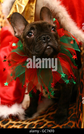 Mr Tumnus, eine 14 Wochen alte französische Bulldogge, genießt eine Teeparty für Hunde im Metrodeco Teehaus in Brighton, East Sussex, da sie sich zum hundefreundlichsten Unternehmen der Stadt entwickeln wollen. Stockfoto