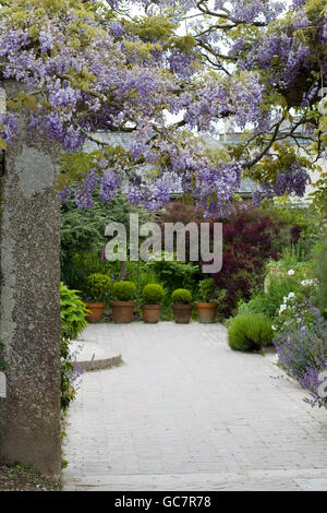 Glyzinien in einem Garten in voller Blüte Stockfoto