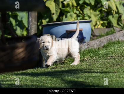 Reinrassige golden Retriever Welpen Stockfoto