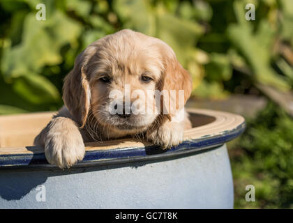 Golden Retriever Welpen in einer Schüssel in einem Garten Stockfoto