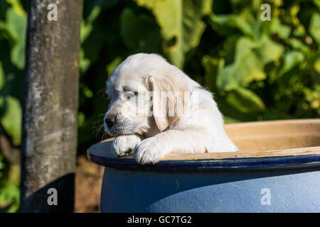 Golden Retriever Welpen in einer Schüssel in einem Garten Stockfoto