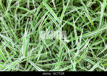 natürlichen Hintergrund - grüne Grashalme dekorative Carex Morrowii Variegata Rasen Stockfoto