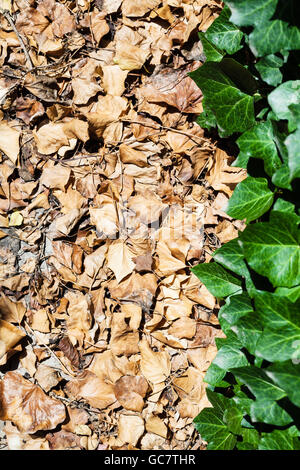 wüstenrose als zimmerpflanze Adenium obesum (Wüstenrose) – Jungle Leaves main image 0