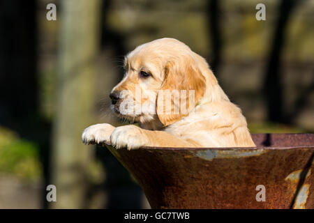 Reinrassige golden Retriever Welpen Stockfoto