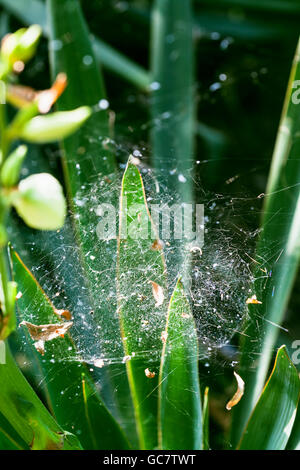 Spinnennetz auf den Blättern von Iris am sonnigen Sommertag Stockfoto