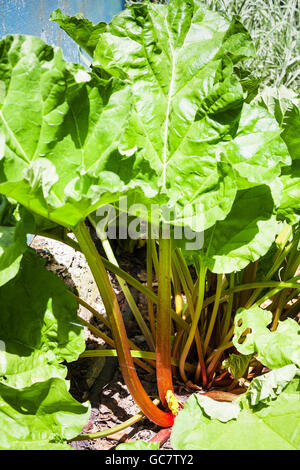 Reife Rheum-Pflanze (Rhabarber, Pieplant) im Garten am sonnigen Sommertag Stockfoto