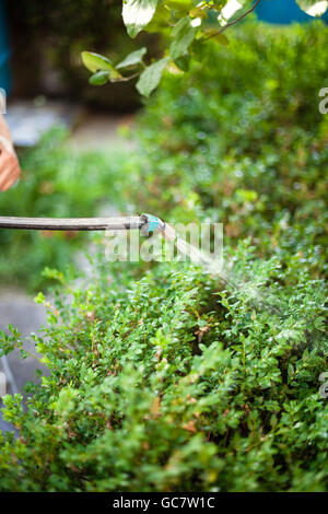 Landwirt Spritzen Pestizid gegen Schädlinge im Garten im Sommerabend Stockfoto