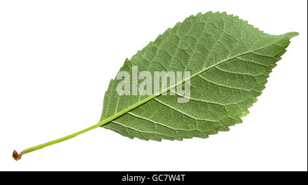 Rückseite grünes Blatt von Sweet Kirschbaum (Prunus Avium, Wildkirsche) isoliert auf weißem Hintergrund Stockfoto