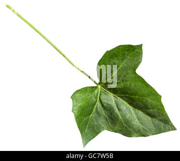 grüne Blatt Hedera (Efeu) Pflanze isoliert auf weißem Hintergrund Stockfoto