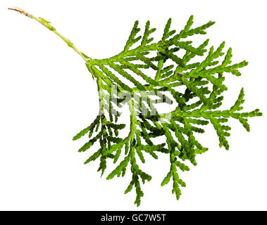 grünen Zweig der Thuja Orientalis Pflanzen isolierten auf weißen Hintergrund Stockfoto