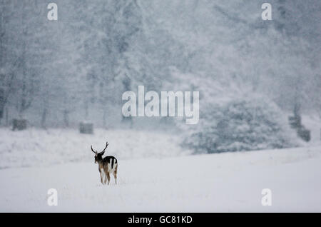 Ein junger Hirsch sucht im Knole Park, Sevenoaks, Kent, nach Nahrung, als ein frischer Schneegestöber über Nacht den Reisenden neues Elend brachte. Stockfoto