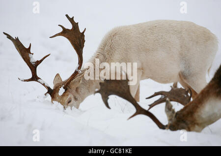 Wildfutter für Nahrung in Knole Park, Sevenoaks, Kent, als eine frische Flut von Schnee über Nacht brachte neues Elend für Reisende. Stockfoto