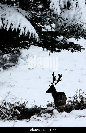 Ein Hirsch sucht im Knole Park, Sevenoaks, Kent, nach Nahrung, als eine frische Schneeflute über Nacht für Reisende neues Elend brachte. Stockfoto