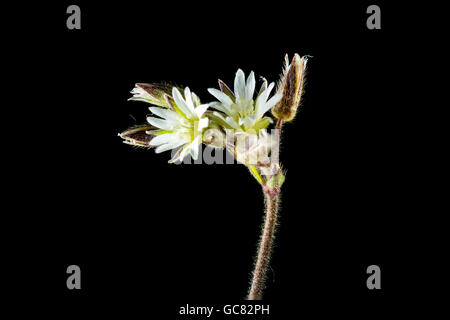 Gemeinsame Maus Ohr Cerastium Fontanum, ein Stamm mit blühenden Köpfe und geschlossene Knospen auf einem schwarzen Hintergrund, Scilly-Inseln Stockfoto