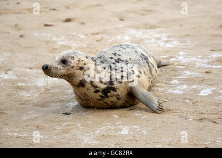 Kegelrobben bei Horsey Warren in Norfolk. Der Strand zwischen Horsey und Winterton auf dem Meer ist die Heimat einer Kolonie von Kegelrobben. Stockfoto