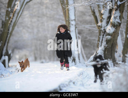 Ein junges Mädchen nutzt einen unerwarteten Urlaubstag wegen schlechten Wetters, um ihre Hunde in einem schneebedeckten Hatfield Forest in der Nähe von Bishops Stortford in Essex zu trainieren. Stockfoto