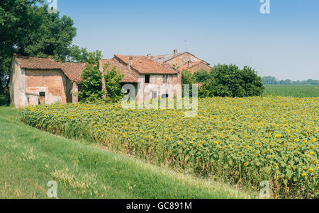 Bauernhaus mit riesigen Sonnenblumen in der Lombardei, Italien (Tiefenschärfe) Stockfoto