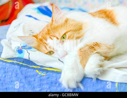 Schöne Erwachsene rote Katze in Glückseligkeit im Bett Stockfoto