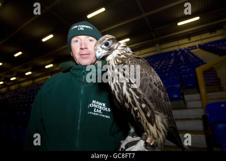 Fußball - Hawk Jagd auf Tauben - Goodison Park Stockfoto