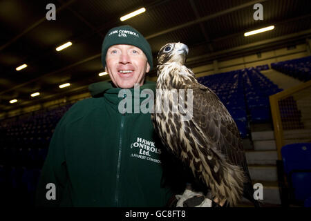 Fußball - Hawk Jagd auf Tauben - Goodison Park Stockfoto