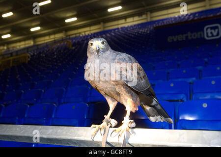 Eine allgemeine Ansicht des Falken beschäftigt von Everton zu Halten Sie Tauben in der Bucht im Goodison Park Stockfoto