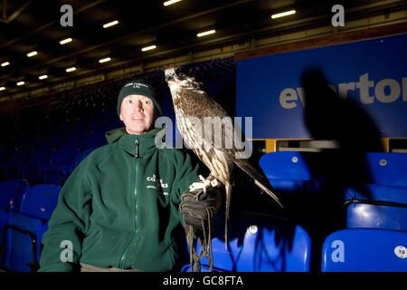 Fußball - Hawk Jagd auf Tauben - Goodison Park Stockfoto