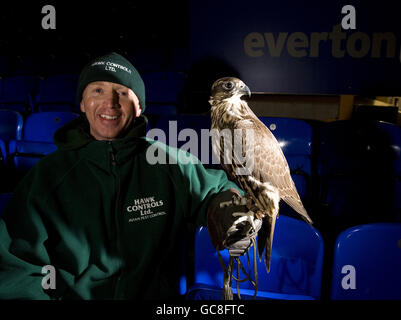 Fußball - Hawk Jagd auf Tauben - Goodison Park Stockfoto