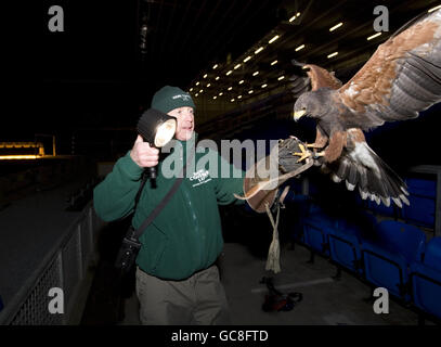 Fußball - Hawk Jagd auf Tauben - Goodison Park Stockfoto