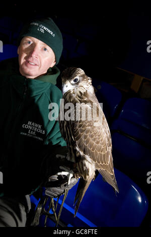 Fußball - Hawk Jagd auf Tauben - Goodison Park Stockfoto