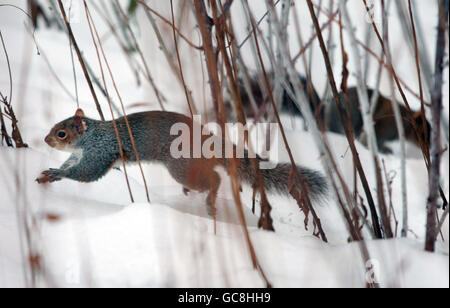 Eichhörnchen auf Nahrungssuche in einem schneebedeckten Edinburgh. Stockfoto