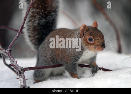 Eichhörnchen auf Nahrungssuche in einem schneebedeckten Edinburgh. Stockfoto