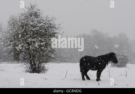 Ein Pferd im Schnee am Fluss Chelmer in Chelmsford, Essex als Schnee den Südosten Englands trifft. Stockfoto