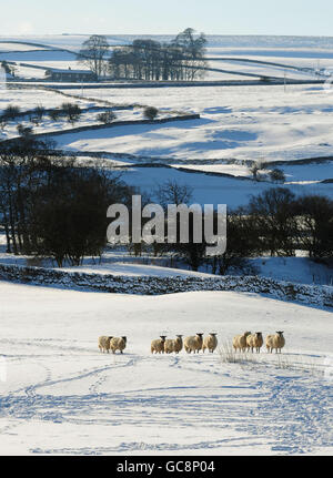 Eine allgemeine Ansicht von Schafen in der Nähe von Wensleydale in den Yorkshire Dales unter einer dicken Schneedecke. Stockfoto