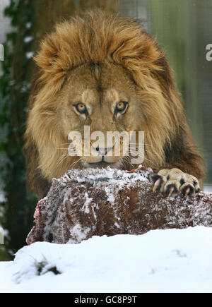 Winterwetter Jan08th Stockfoto