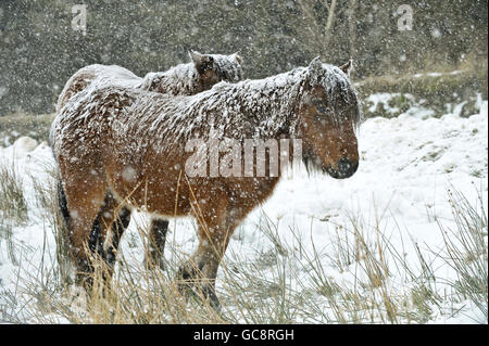 Winterwetter Jan12th Stockfoto