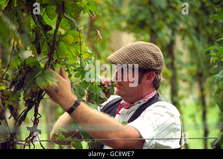 Hopfengartenmanager Steve Millner prüft den Strauß seines Hopfens, bevor er im Museum of Kent Life, Sandling in Kent, ernten kann, das als einziger handverlesener Hopfengarten im Land gilt. Stockfoto