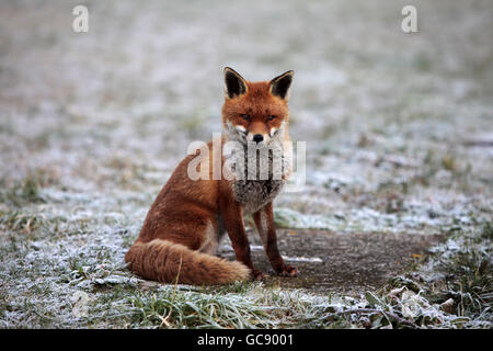 Ein Fuchs sitzt auf gefrorenem Boden, während Premierminister Gordon Brown und Wirtschaftsminister Lord Mandelson die Baustelle des DP World London Gateway-Hafens in Standford-le-Hope in der Nähe von Thurrock, Essex, besuchen. Stockfoto