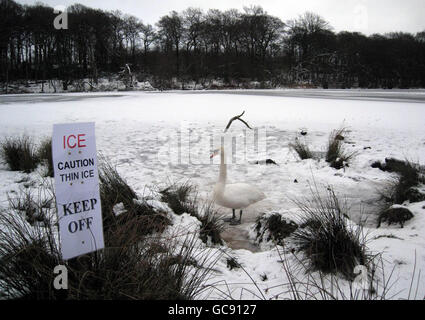 Ein Schwan steht auf dem Eis in Tatton Mere, Knutsford. Cheshire, wie die Prognostiker warnten, könnten sich heute und morgen bis zu 20 cm Schnee in vielen Teilen des Vereinigten Königreichs niederlassen. Stockfoto