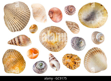 Zusammengesetztes Bild von Muscheln auf einem weißen Hintergrund, Scilly-Inseln Stockfoto