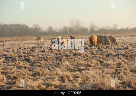 Bauer sein Vieh füttern, auf einem schönen frostigen Wintermorgen Stockfoto