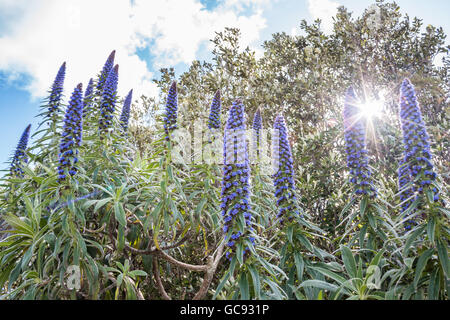 Baum echiums Echium pininana, einer Gruppe von echiums, die wachsen wie die Sonne scheint durch die Bäume hinter, Tresco, Inseln der Sci Stockfoto