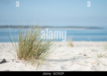 Dünengebieten Grass Ammophila Arenaria, wächst aus einer weißen sandigen Düne in der Nähe ein blaues Meer, St Mary's, Scilly-Inseln Stockfoto