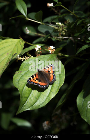 Kleiner Fuchs Schmetterling auf Blatt vertikale Portraitbild Stockfoto