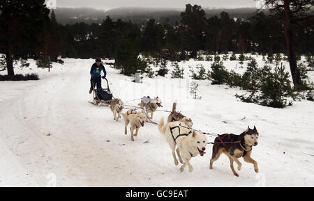 Aviemore Sled Dog Rally. Husky-Rennfahrer nehmen an der 27. Aviemore Sled Dog Rally in der Nähe von Aviemore in Schottland Teil. Stockfoto