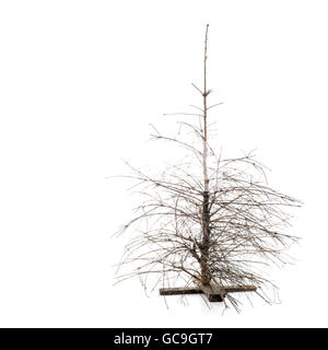 Toten trockenen Weihnachtsbaum Kiefer mit abgebrochenen Zweige auf weißem Hintergrund Stockfoto