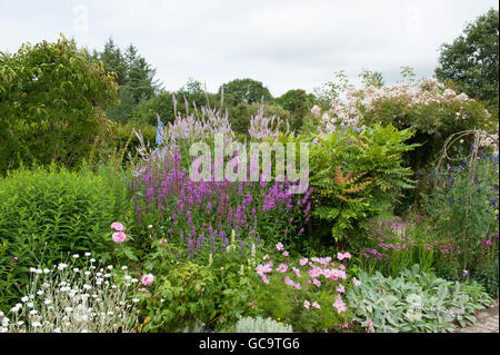 Blutweiderich (Lythrum) und Lilac Fox Tail Lilien (Eremurus) in der Land-Cottage-Garten bei Rosemoor, Devon, England, UK Stockfoto