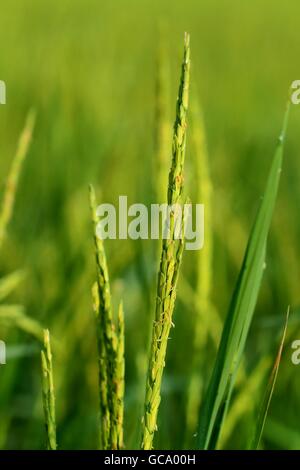 Nahaufnahme des grünen Paddy-Reis. Grüne Ohr des Reises in Paddy Reisfeld Stockfoto