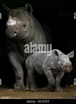 Schwarze Nashorn Kalb geboren am Port Lympne Wild Animal Park Stockfoto