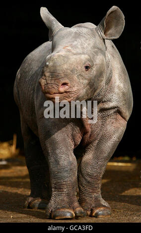 Nyoto, ein sechswöchiges schwarzes Nashorn-Kalb, läuft um ihr Gehege, als sie in den Port Lympne Wild Animal Park in Lympne, Kent, eingeführt wird. Ihre Geburt im Park macht ihn zur größten Herde gefangener Nashorn außerhalb Afrikas. Stockfoto